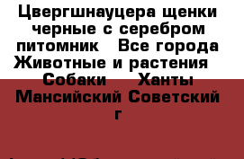 Цвергшнауцера щенки черные с серебром питомник - Все города Животные и растения » Собаки   . Ханты-Мансийский,Советский г.